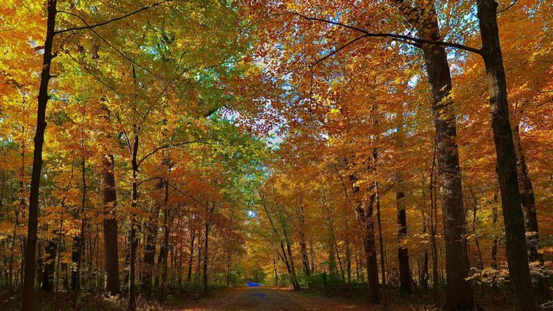 Funks Grove Nature Spaces - McLean, IL