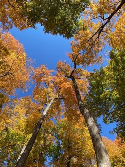 Funks Grove Nature Spaces - McLean, IL