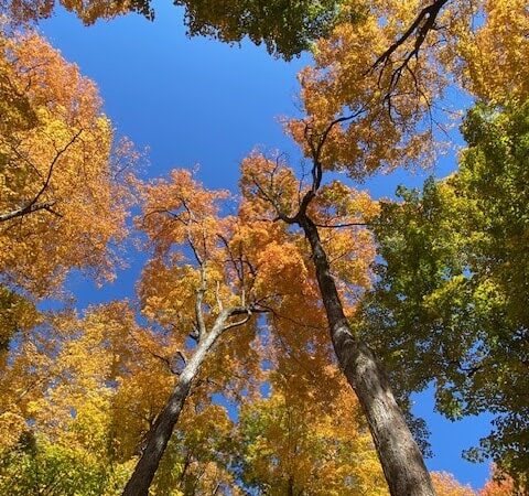 Funks Grove Nature Spaces - McLean, IL