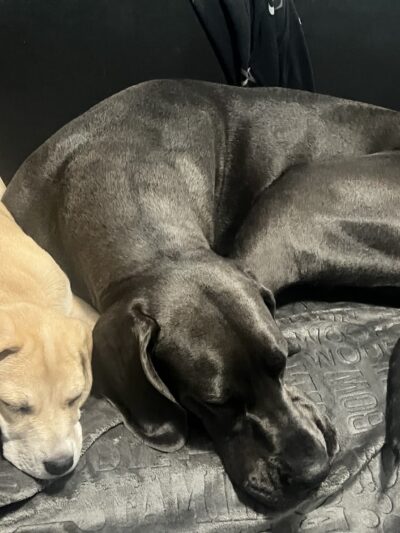 Ruby's Rescue And Retreat - McLean, IL