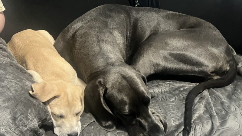 Ruby's Rescue And Retreat - McLean, IL