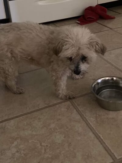 Ruby's Rescue And Retreat - McLean, IL