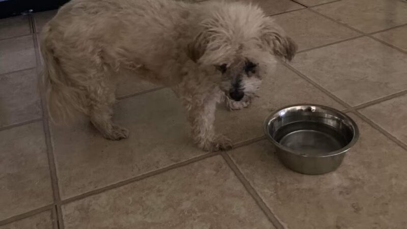 Ruby's Rescue And Retreat - McLean, IL