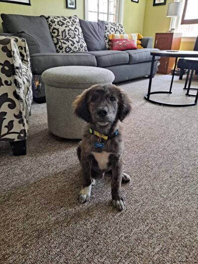 Ruby's Rescue And Retreat - McLean, IL