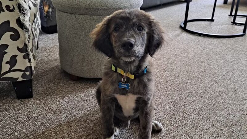 Ruby's Rescue And Retreat - McLean, IL