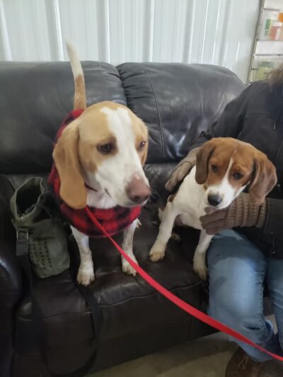 Ruby's Rescue And Retreat - McLean, IL