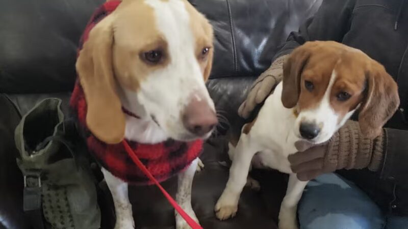 Ruby's Rescue And Retreat - McLean, IL