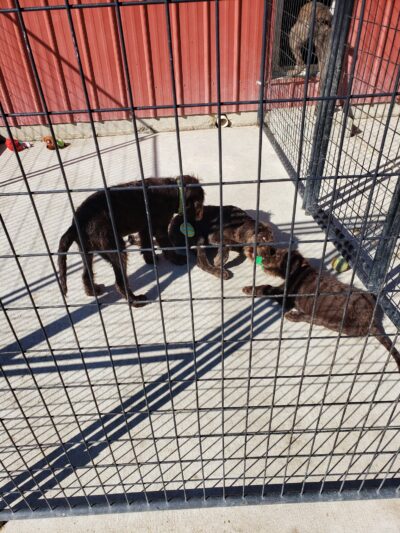 Ruby's Rescue And Retreat - McLean, IL