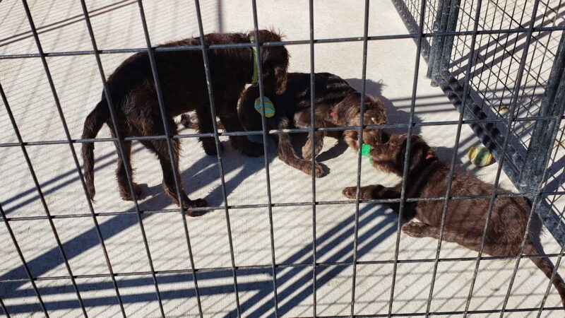 Ruby's Rescue And Retreat - McLean, IL