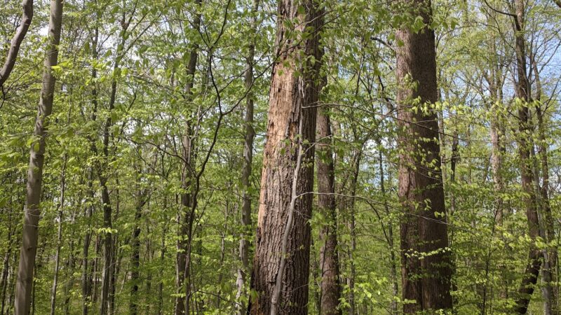 Langley Oaks Park - McLean, VA