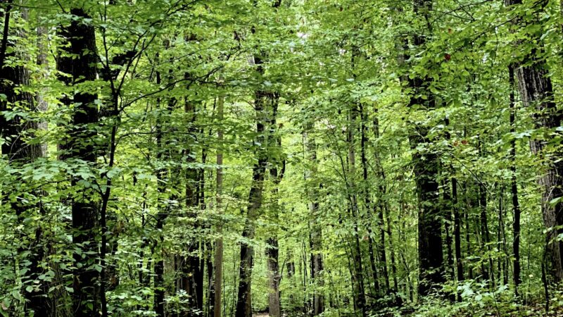 Scott’s Run Nature Preserve - McLean, VA