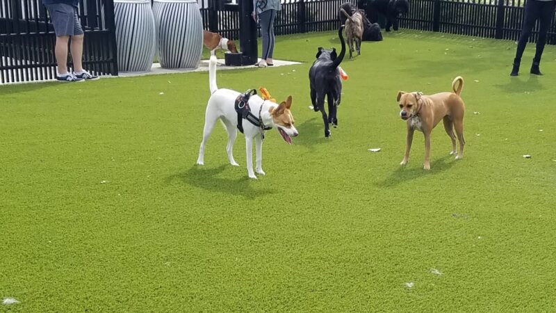 The Mile - McLean, VA