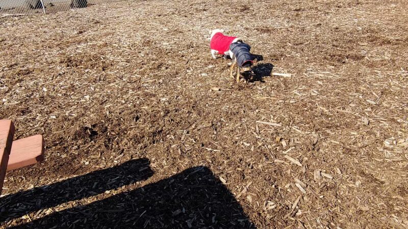 Riverside Dog Park - McMinnville, OR