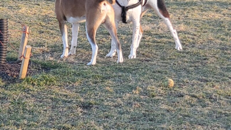 North Street Dog Park - McSherrystown, PA