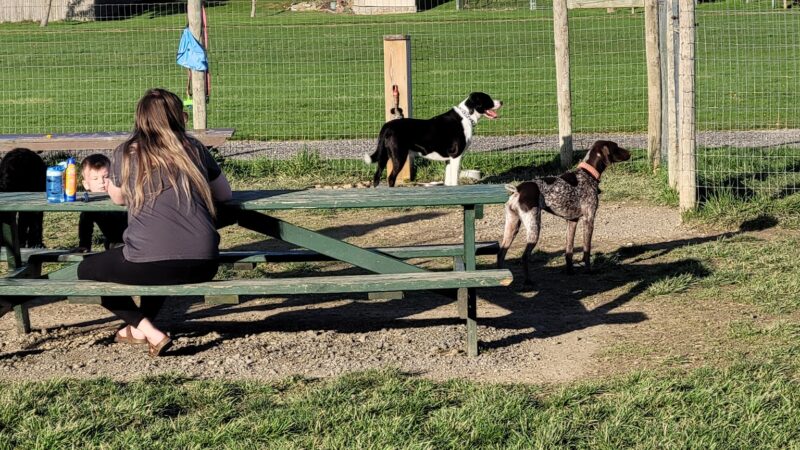 North Street Dog Park - McSherrystown, PA