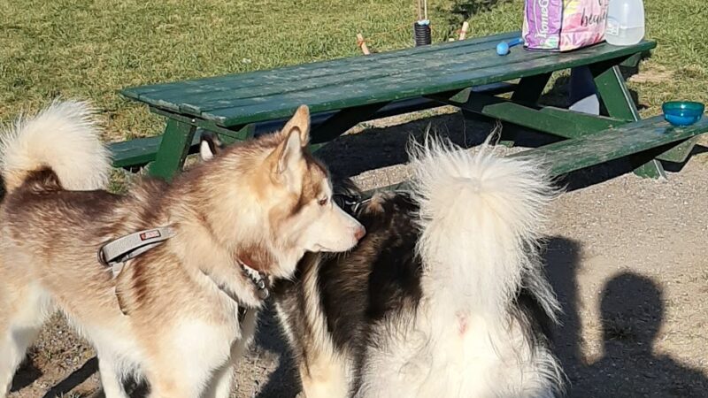 North Street Dog Park - McSherrystown, PA