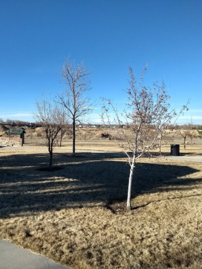 Ames Park - Mead, CO