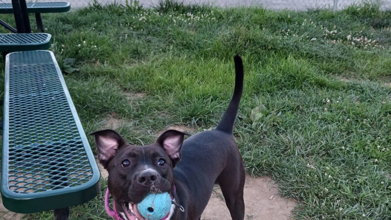 Dog Park at Love’s Travel Stops - Meadowview, VA