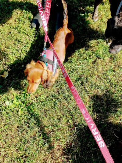 Dog Park at Love’s Travel Stops - Meadowview, VA