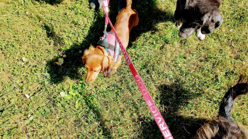 Dog Park at Love’s Travel Stops - Meadowview, VA