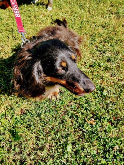 Dog Park at Love’s Travel Stops - Meadowview, VA