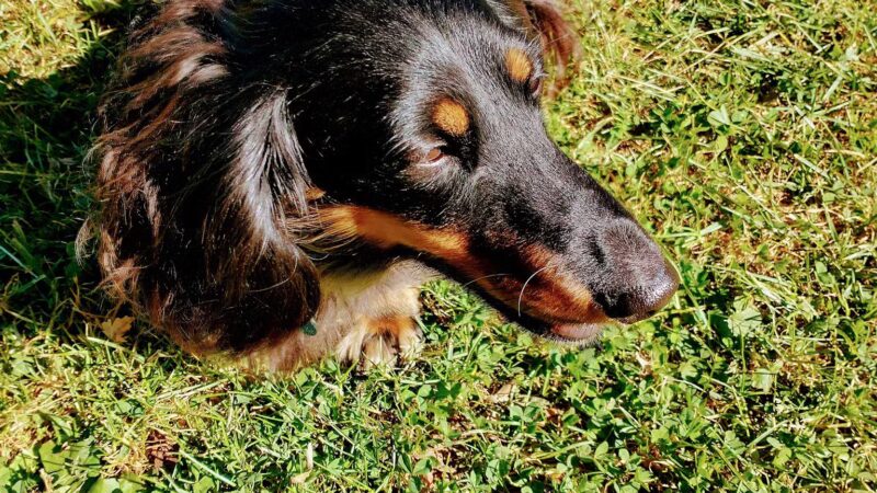 Dog Park at Love’s Travel Stops - Meadowview, VA
