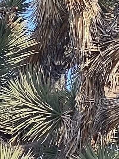 Meadview RV Park & Cozy Cabins - Meadview, AZ