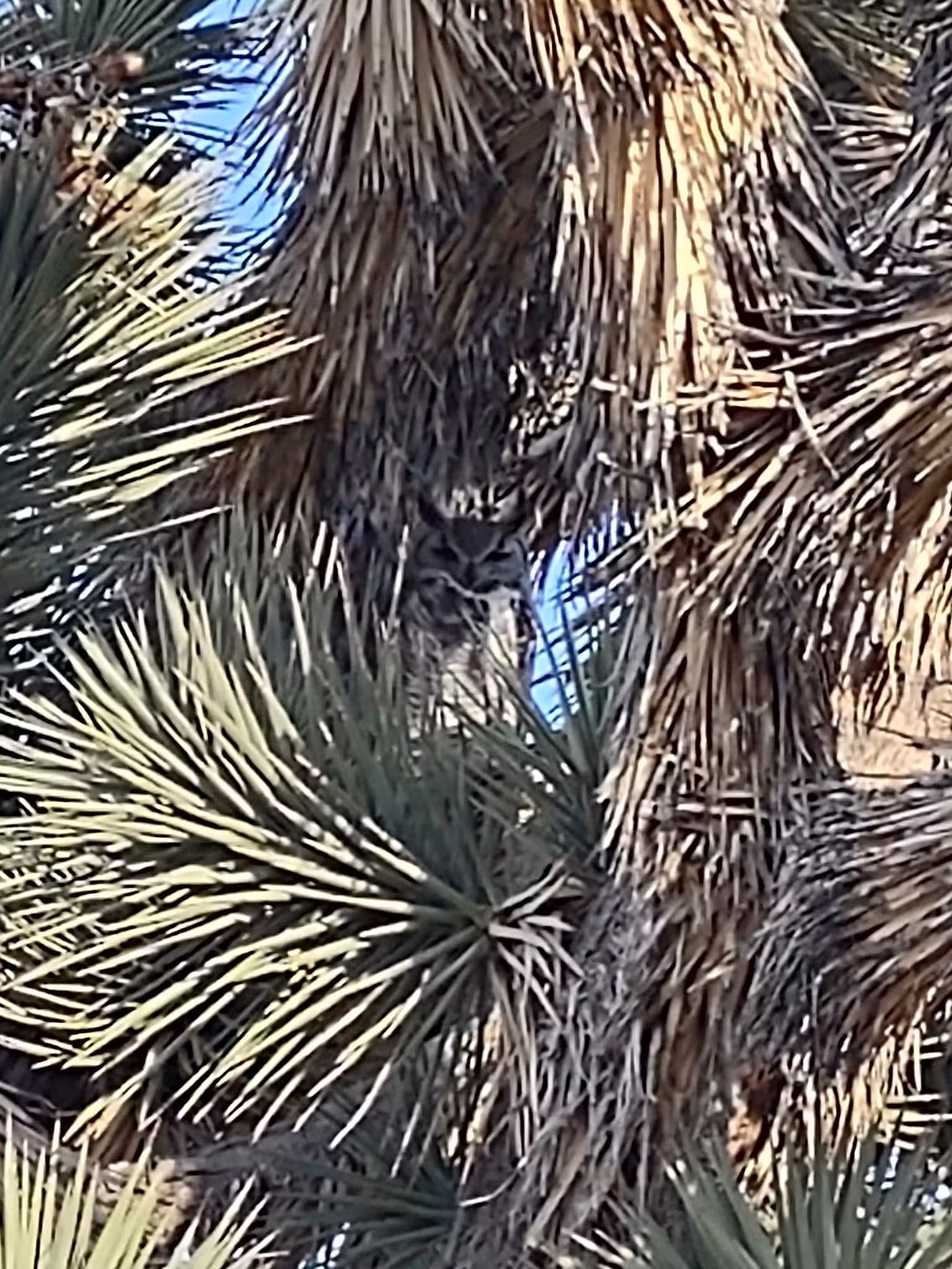 Meadview RV Park & Cozy Cabins - Meadview, AZ