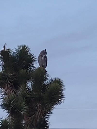 Meadview RV Park & Cozy Cabins - Meadview, AZ