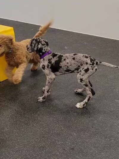 Dogtopia of Mechanicsburg - Mechanicsburg, PA