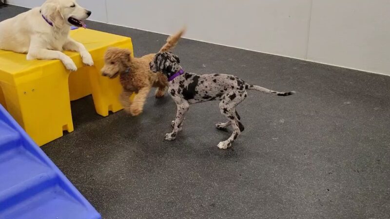 Dogtopia of Mechanicsburg - Mechanicsburg, PA