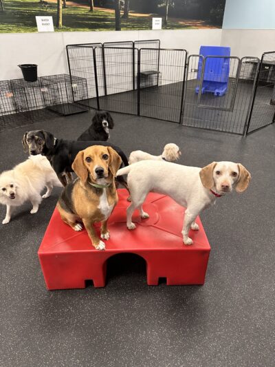 Dogtopia of Mechanicsburg - Mechanicsburg, PA