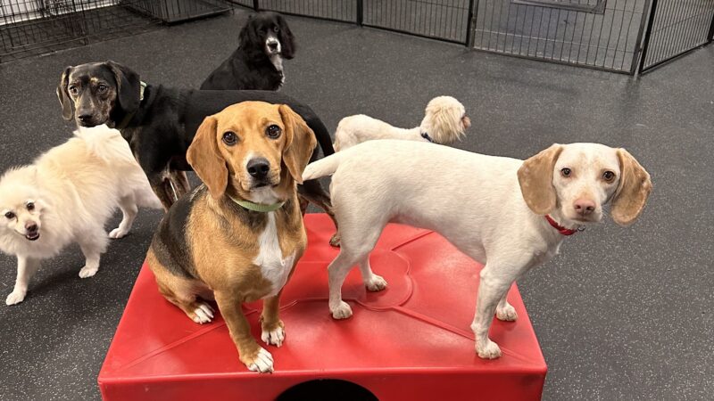 Dogtopia of Mechanicsburg - Mechanicsburg, PA