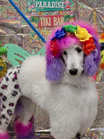 Dogtopia of Mechanicsburg - Mechanicsburg, PA