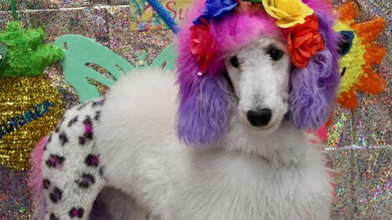 Dogtopia of Mechanicsburg - Mechanicsburg, PA