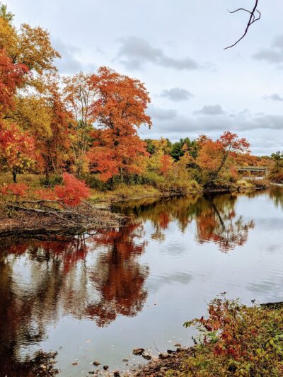 Medfield Rhododendron Reservation - Medfield, MA