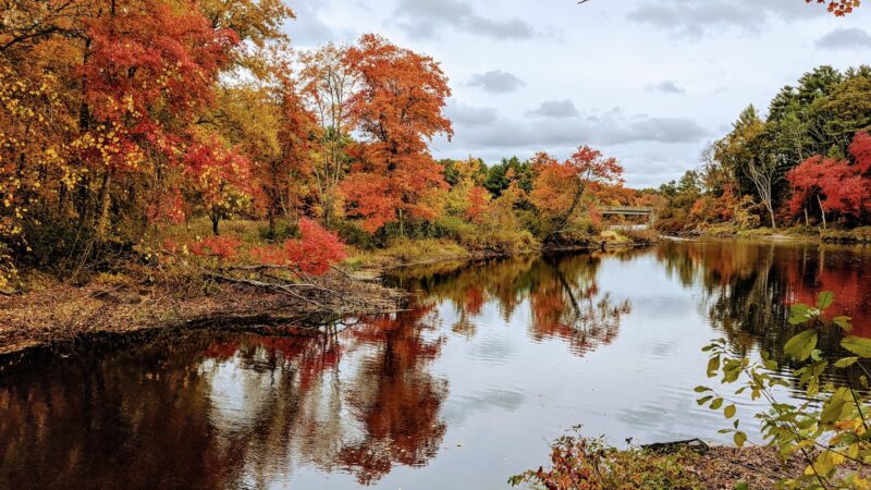 Medfield Rhododendron Reservation - Medfield, MA