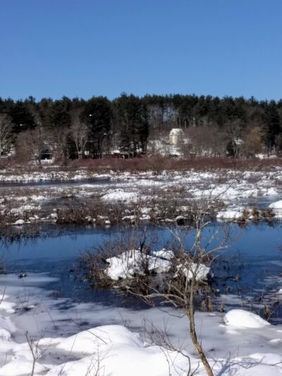 Medfield Rhododendron Reservation - Medfield, MA