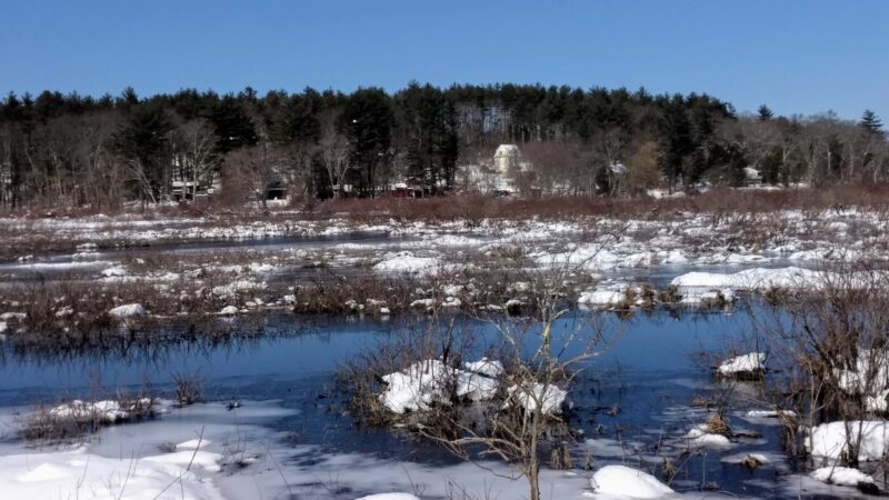 Medfield Rhododendron Reservation - Medfield, MA