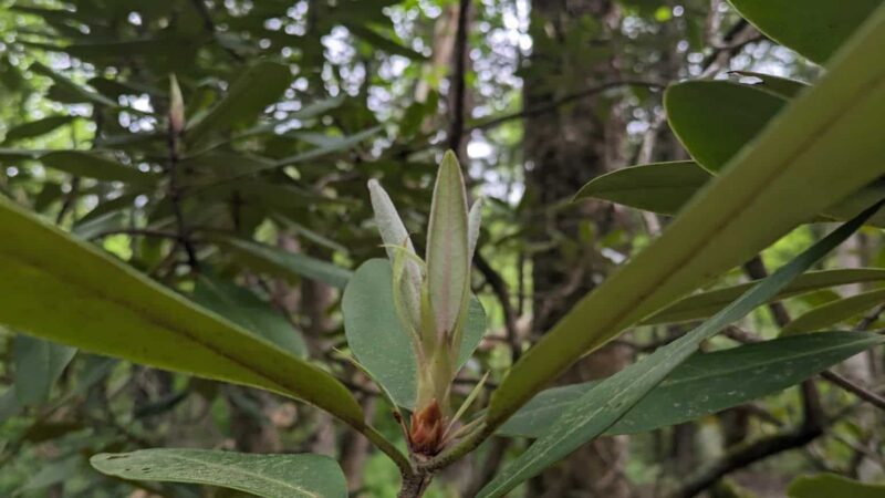Medfield Rhododendron Reservation - Medfield, MA