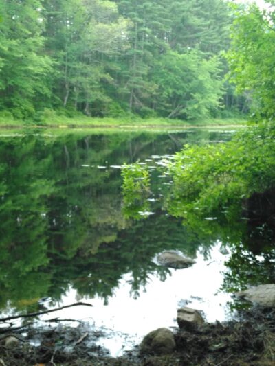 Medfield Rhododendron Reservation - Medfield, MA