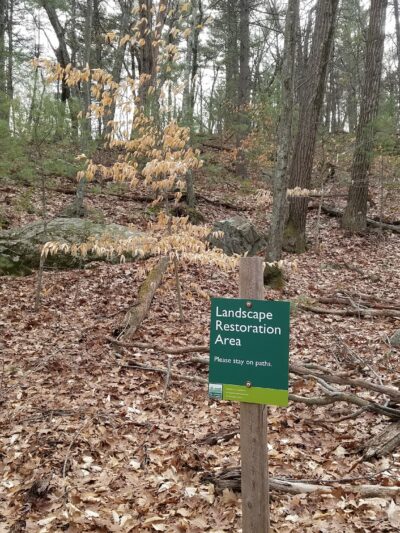 Medfield Rhododendron Reservation - Medfield, MA