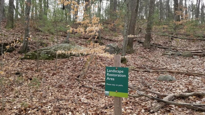 Medfield Rhododendron Reservation - Medfield, MA