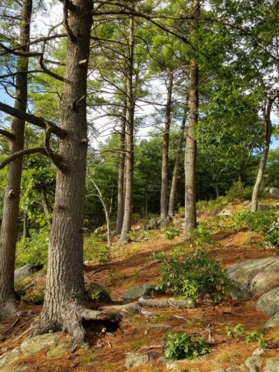 Rocky Woods - Medfield, MA