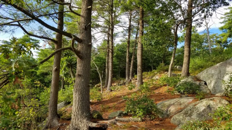 Rocky Woods - Medfield, MA