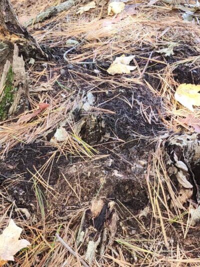 Rocky Woods - Medfield, MA