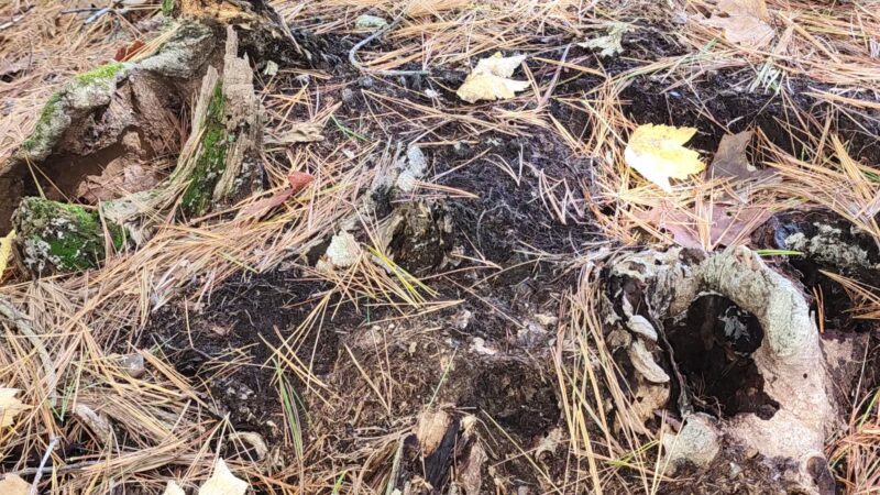 Rocky Woods - Medfield, MA