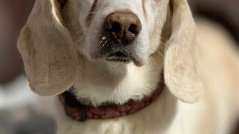 Roland Senior Dog Sanctuary - Melrose, FL