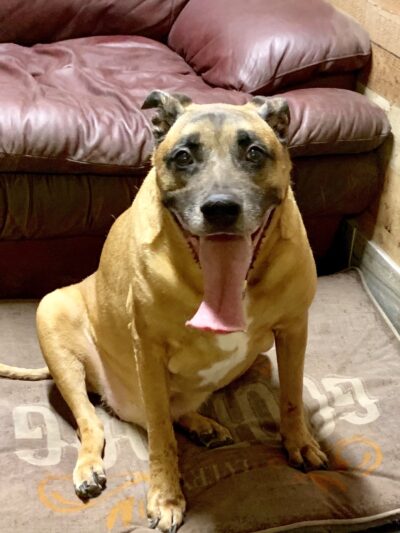 Roland Senior Dog Sanctuary - Melrose, FL