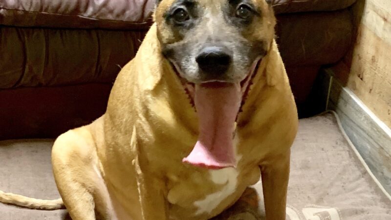 Roland Senior Dog Sanctuary - Melrose, FL